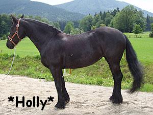Holly.jpg